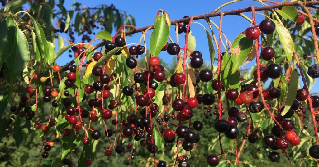 Five-ish minute forage - The Black Cherry