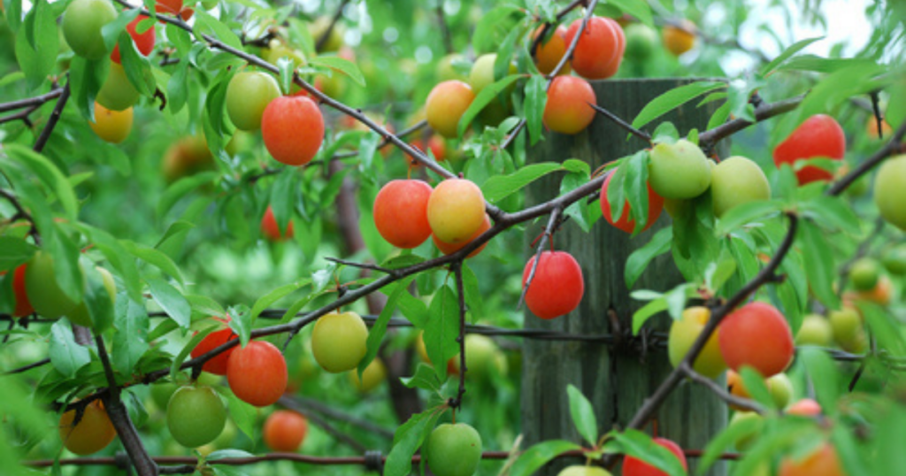 Five-ish Minute Forage - The Wild Plum
