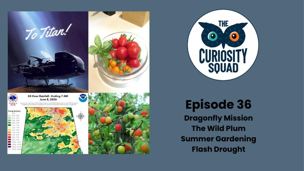 The Curiosity Squad Episode 36 - Dragonfly Mission, Drought, Wild Plums and Summer Gardening