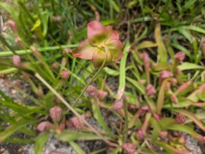 Let’s Get Weird: Carnivorous Plants, Peanut Butter Plant, and Other Botanical Oddities