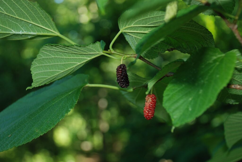 Five-ish Minute Forage - The Mulberry