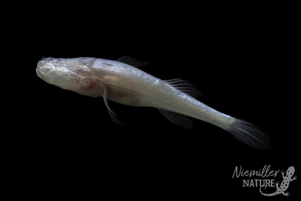 The Curiosity Squad Episode 41 - Discovery of the Demon Cavefish, Joint Pain and Criminology