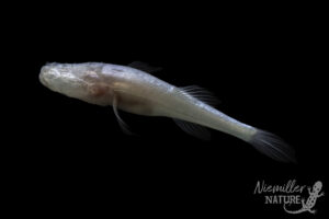 The Curiosity Squad Episode 41 – Discovery of the Demon Cavefish, Joint Pain and Criminology